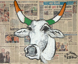 Indian Cow on Navodaya Times