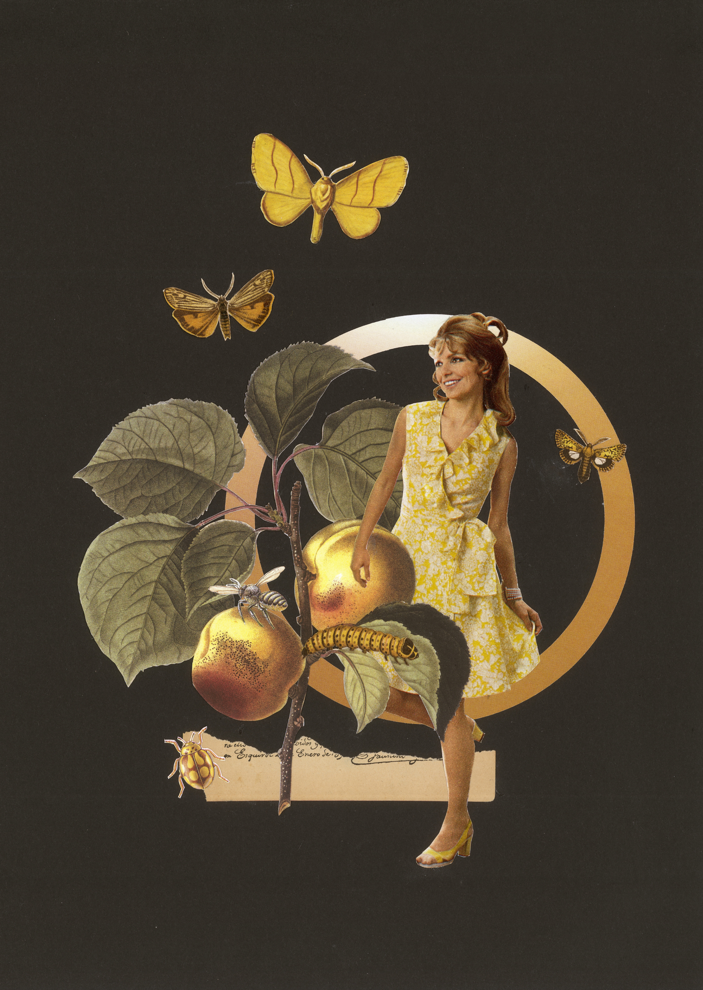 Apricot