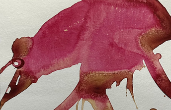 Coati (Nasenbär)