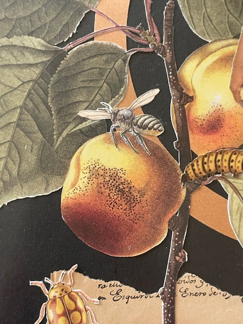 Apricot