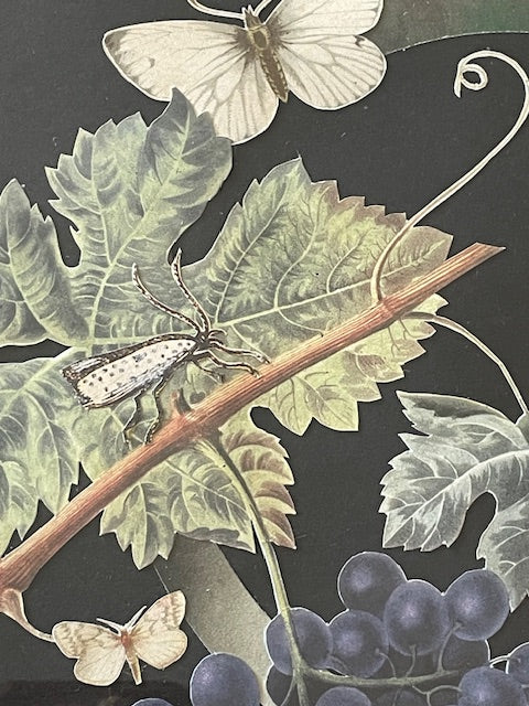 Grape